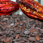 Semillas de cacao, cacao, cacao organico, cacao dominicano, xocolat