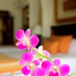 Room, habitaciones,Paradisus Palma Real, Hotel Piscina, Pool, Royal Service, Luxury, confort, Punta Cana, Cadena Melia, Hoteles Melia