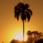 Atardecer, sunset, ocaso, palm, beautiful, Dominican Republic, Foodie and Traveler
