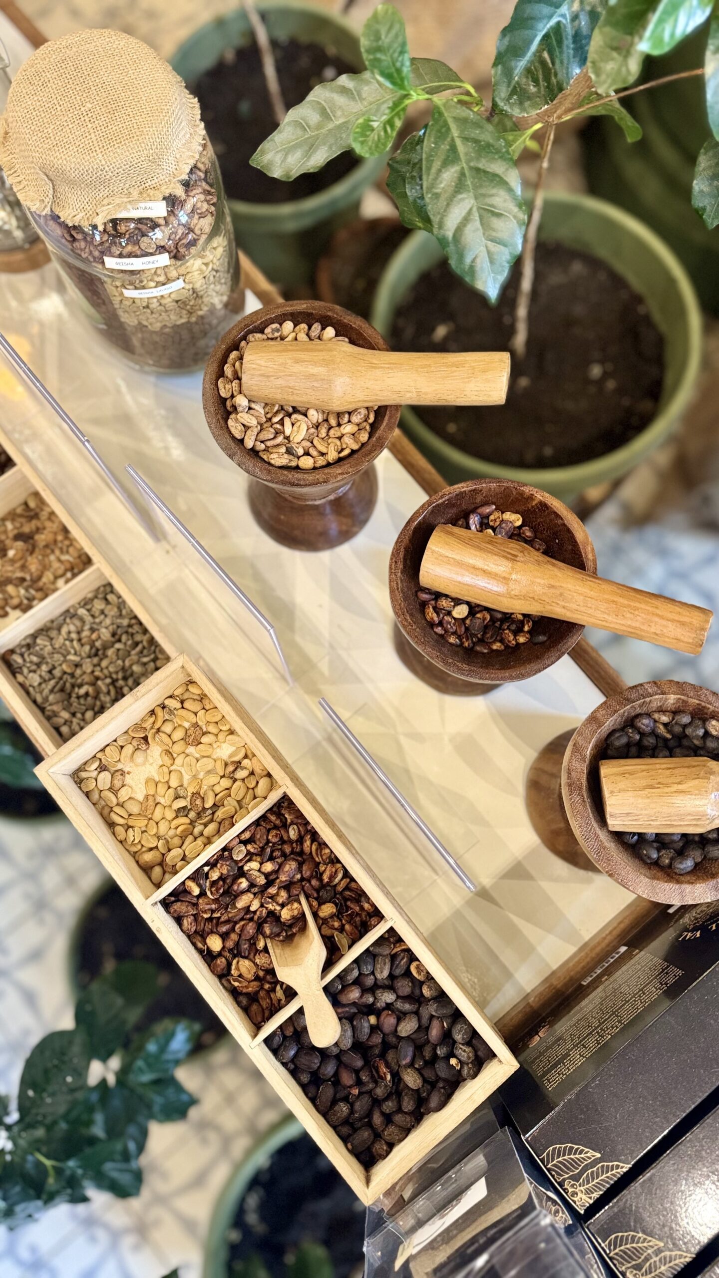 Geisha Experience: Una copa, 70 Fincas y una historia que conquistó al mundo